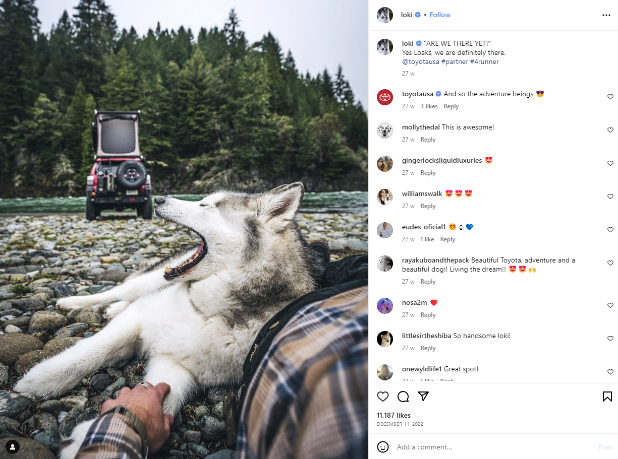 Screenshot from Loki the Wolfdog's Instagram account